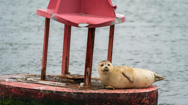 A seal relaxes on a buoy seen on the Captain...