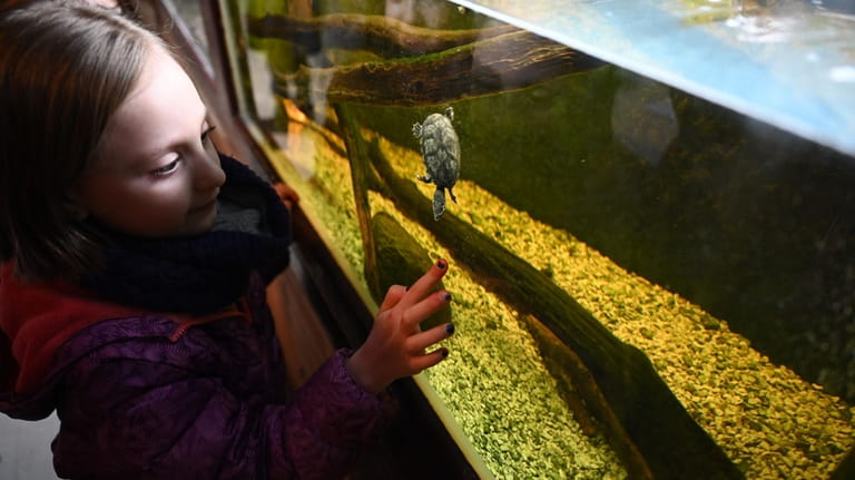 Georgia Taub, of East Northport, checks out turtles, frogs and...
