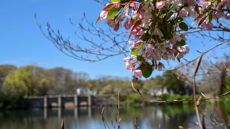 Tree blossoms at Frank Melville Park in East Setauket on...