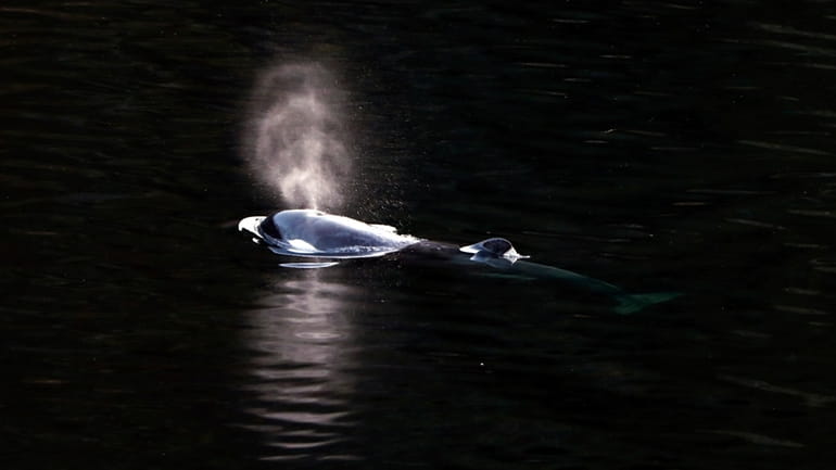 A two-year-old female orca calf swims in Little Espinosa Inlet...