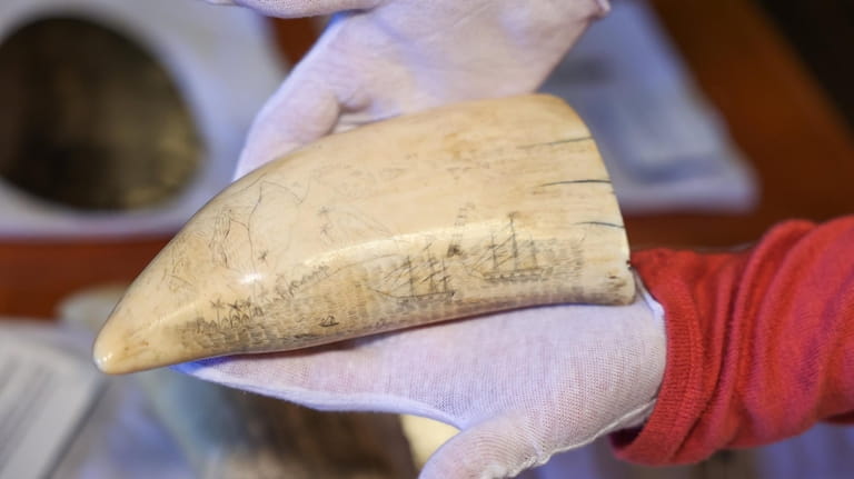 Curator Jaime Karbowiak holds a sperm whale tooth with scrimshaw...
