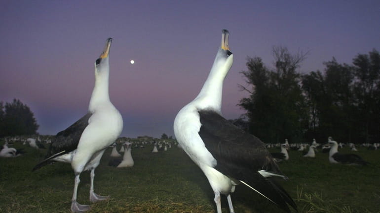 Laysan albatross do mating dances on Midway Atoll in the...