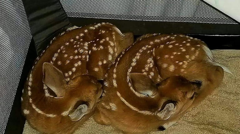 These twin whitetail fawns were delivered after their mother was...