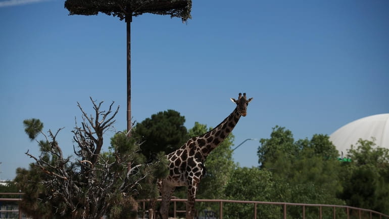 Benito the giraffe looks out from his enclosure at the...