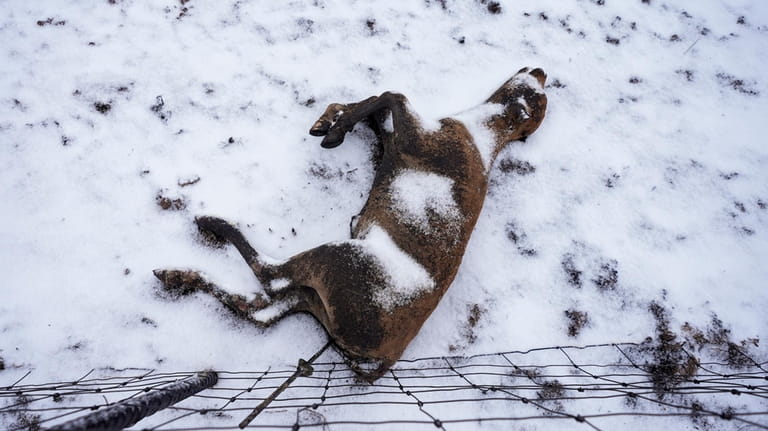 Snow covers a calf killed by the Smokehouse Creek Fire,...