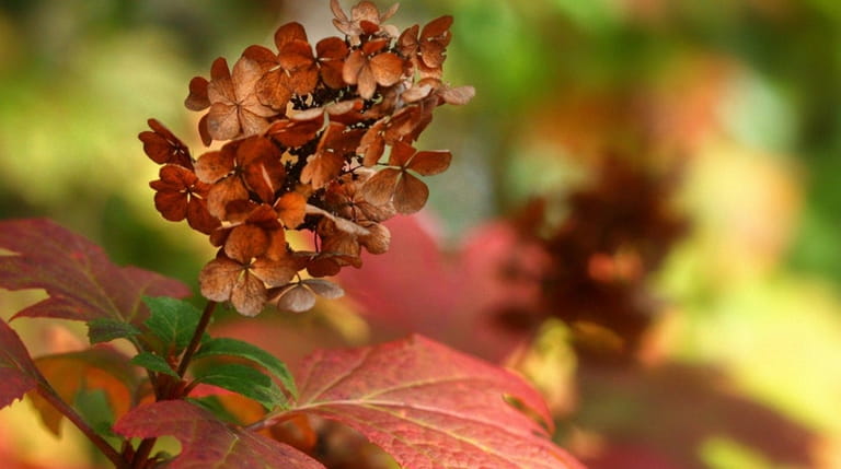 Many hydrangeas mature to a rich red color in autumn.