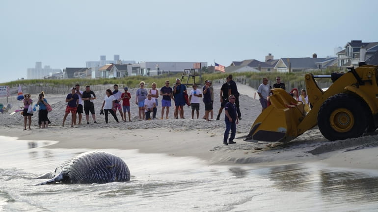 Scene of a beached whale in Long Beach near Connecticut Avenue...