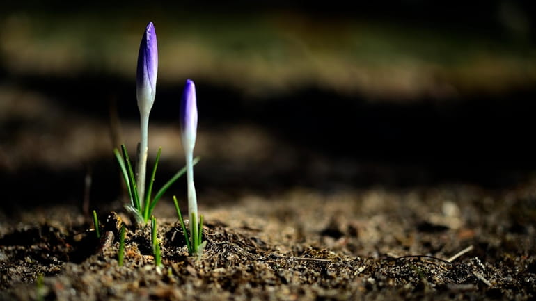 Springtime flowers begin to break through the wintered earth in...