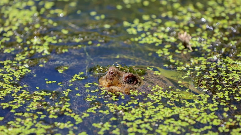 A turtle pokes its nose out of the water in...