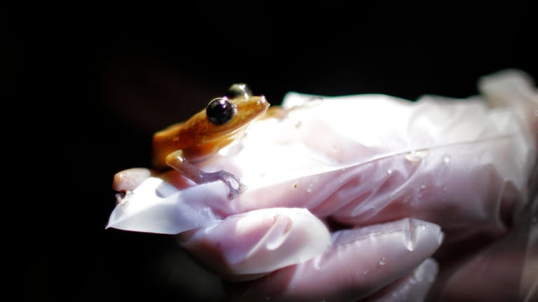 A researcher holds a Coqui Guajon or Rock Frog (Eleutherodactylus...