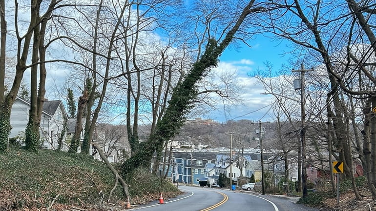 An ivy-covered tree leans precariously across Route 25A in Port Jefferson...