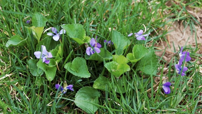 Viola papilionacea, or common wild violet, can be a pesky...