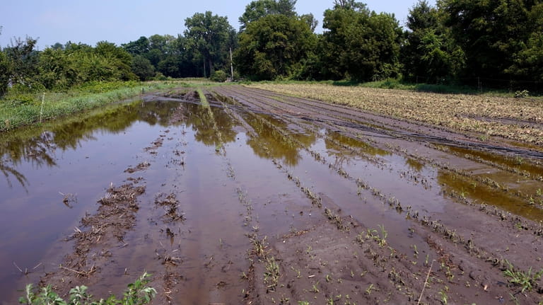 Flood waters remain on the destroyed fields at the Intervale...