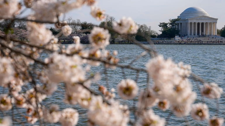 The Jefferson Memorial is visible as cherry trees enter peak...