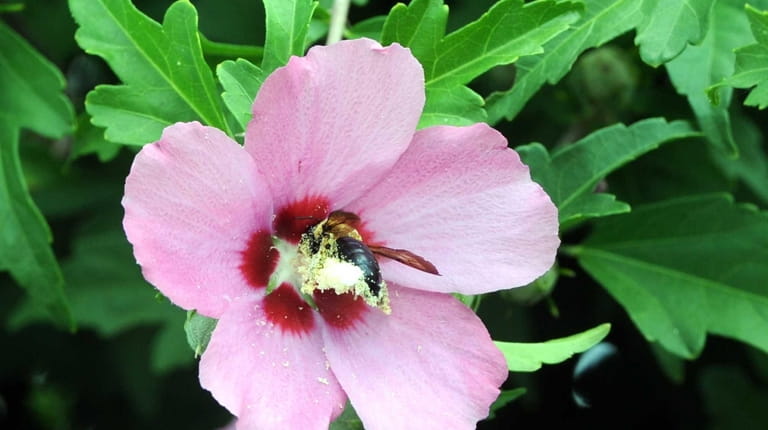 Hibiscus can be grown in containers and overwintered indoors. 