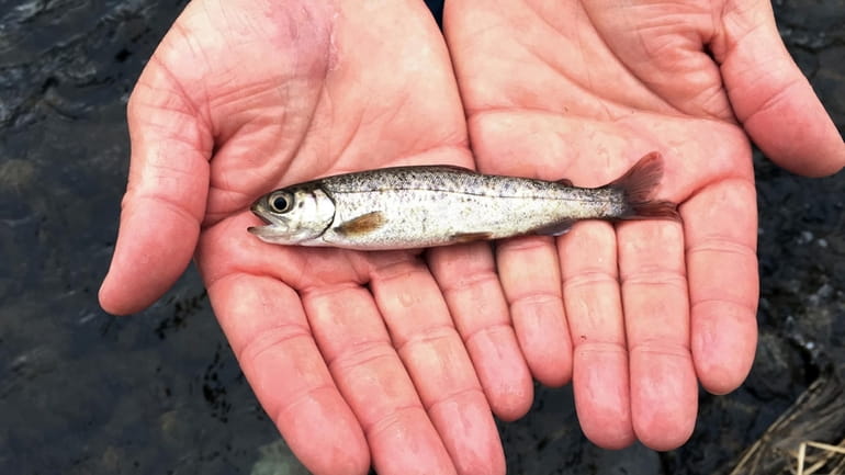 A juvenile coho salmon is held by a fish biologist...