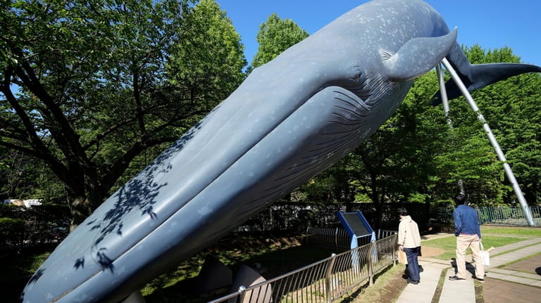 People walk nearby a life size model of a whale...
