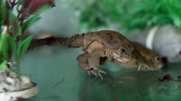 A captive frog, of the Telmatobius Culeus species, moves inside...