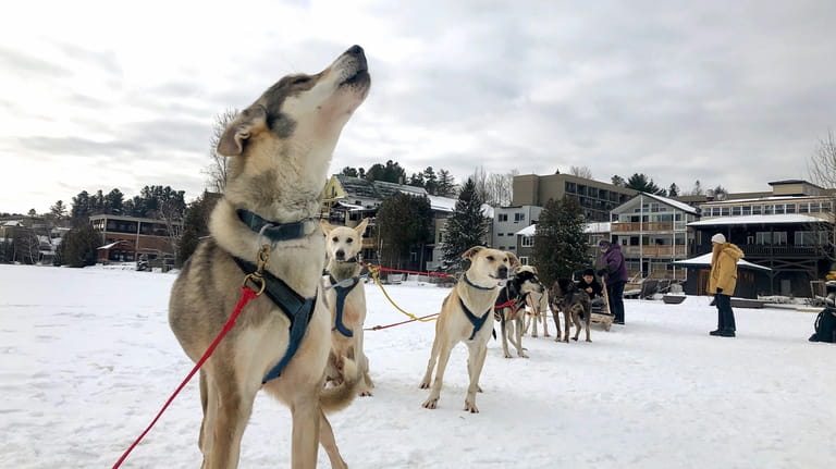 Sled dogs prepare to take a tourist for a ride...