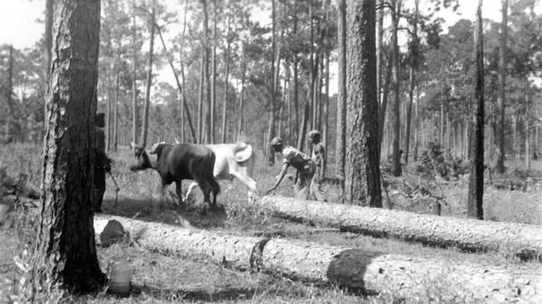 In this photo from the State Archives of Florida, loggers...