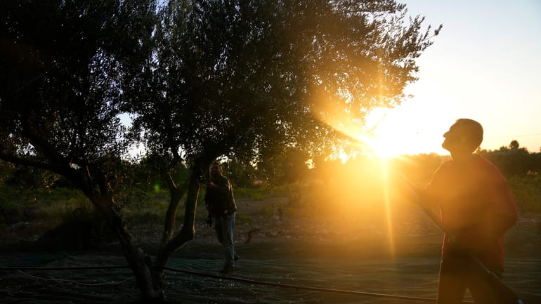 Workers use electric combs to harvest olives from a tree...