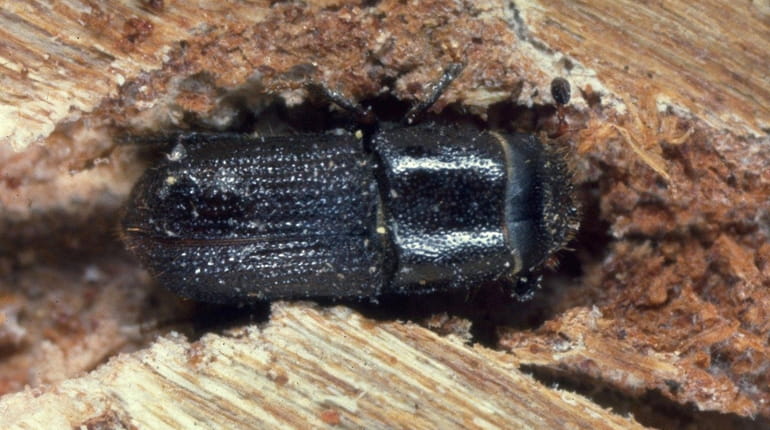 The southern pine beetle, an invasive insect that infests and...