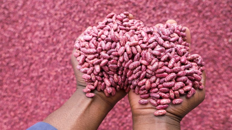 Farmers sort out climate-smart beans in Machakos, Kenya, Monday, March...