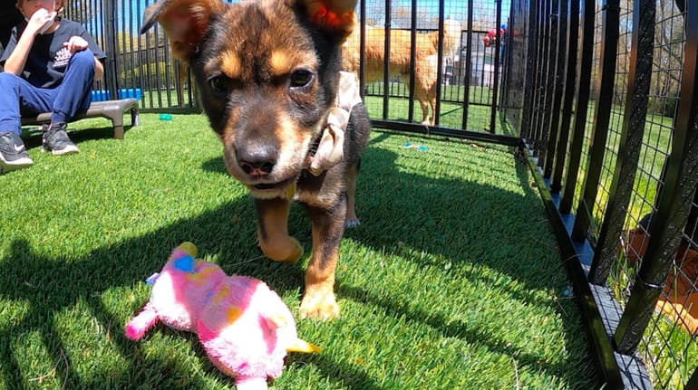 5 Best Toys for Puppies to Keep Them Busy - Zach's Pet Shop