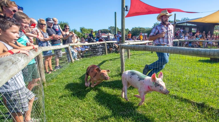 The pig race is on at Harbes Family Farm in...