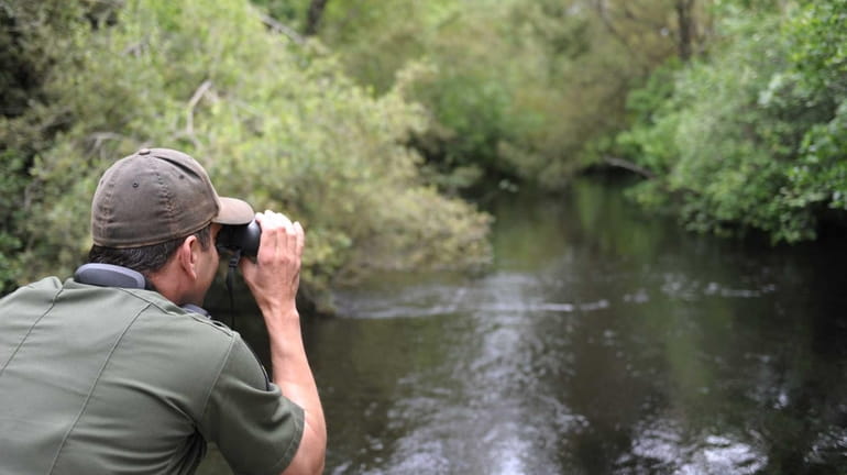 State environmental official Dan Damrath searches for an alligator spotted...
