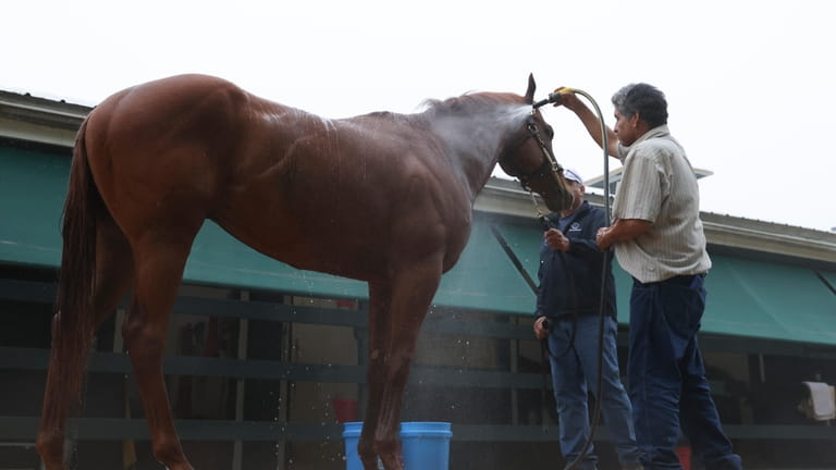 Mage is given a bath ahead of the Preakness Stakes...