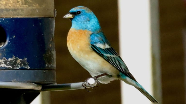A lazuli bunting, a songbird typically found on the West...