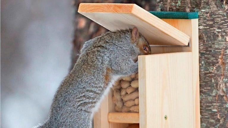 Squirrel feeder from 
duncraft.com.