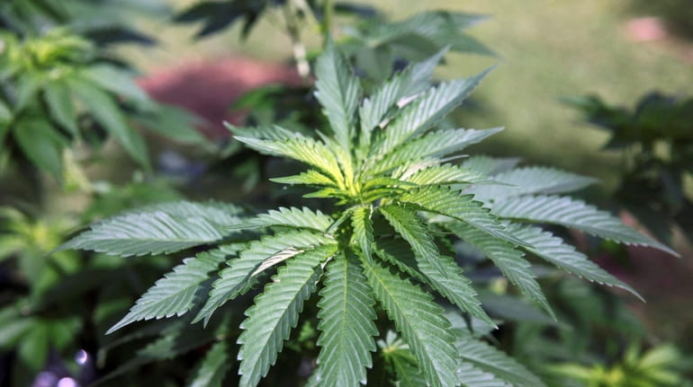 Marijuana plants grow at a home in Honolulu. 