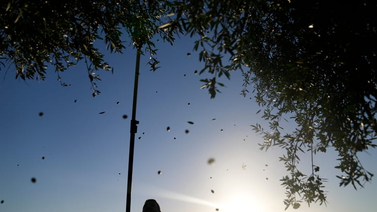A worker uses an electric comb to harvest olives from...