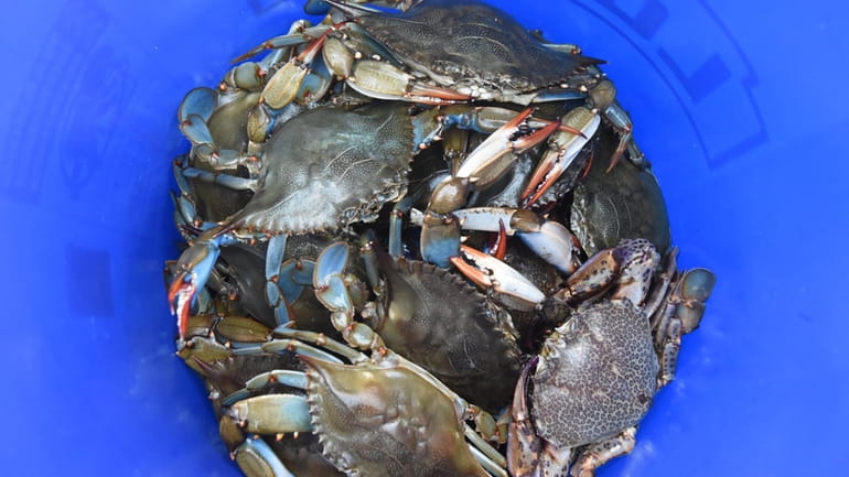A bucket of crabs caught off the pier at Captree...