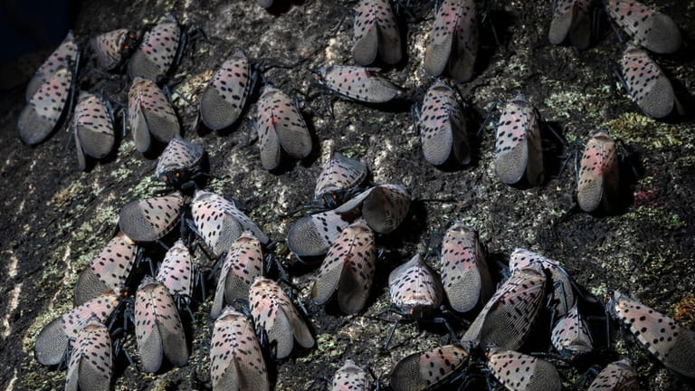 The spotted lanternfly has emerged as a serious pest since...