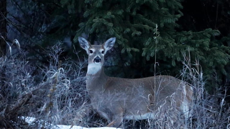 A deer is visible near the Joe Rich community on...