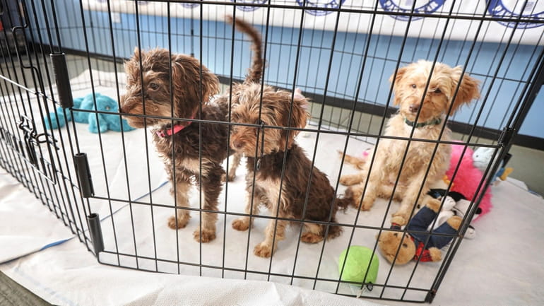 Three-month-old Yorkshire terrier puppies that were rescued from a puppy...