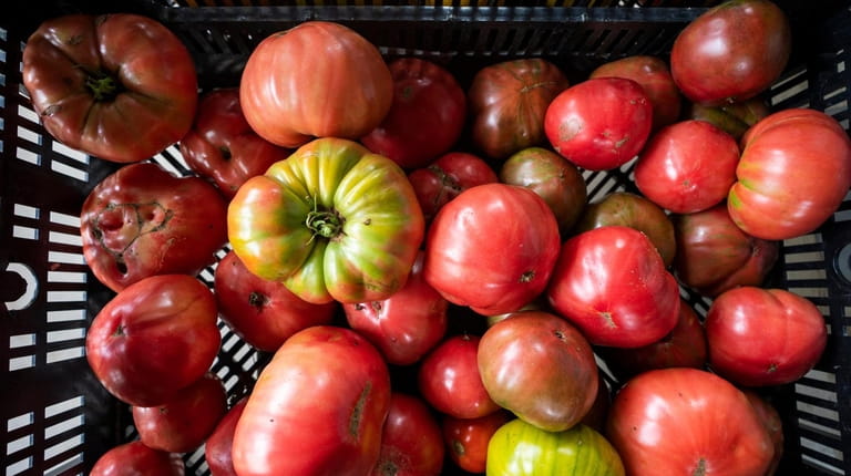 Heirloom tomatoes including Pink Boar and Striped German at Deep...