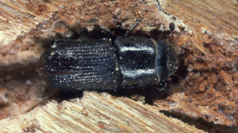 A Southern Pine beetle is shown in this photo from...