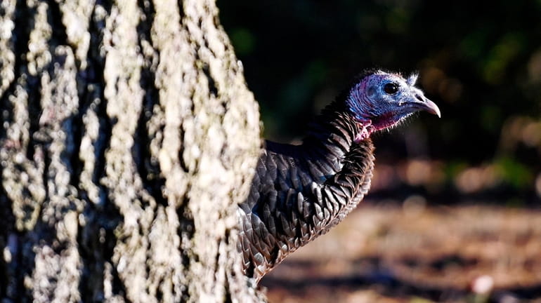 A wild turkey peeks from behind a tree in Bellport.