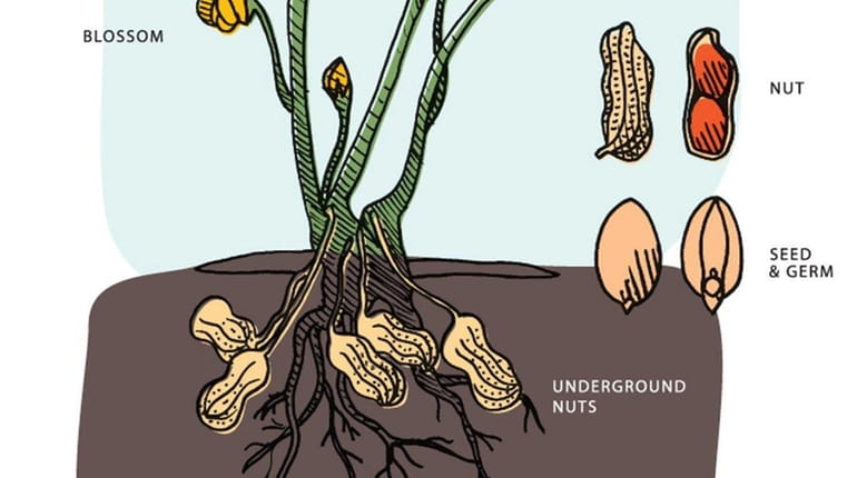 How to grow peanuts on Long Island - Newsday