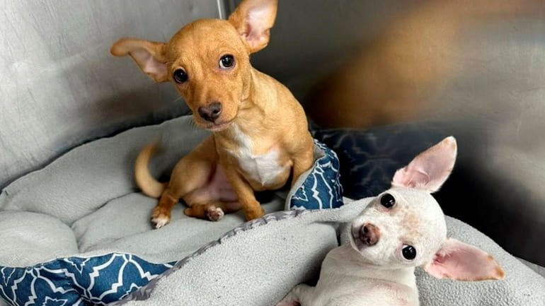Freddy, in front, and Tonto, 15-week-old Chihuahuas, were treated at an...