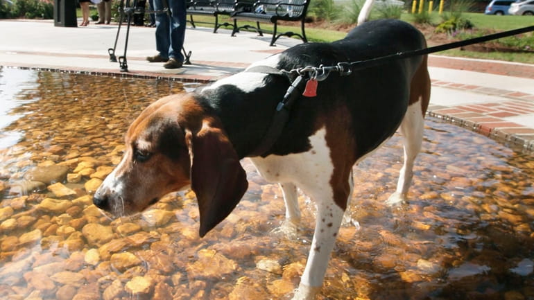 Winnie, a walker hound, checks out a fountain. (Aug. 12,...