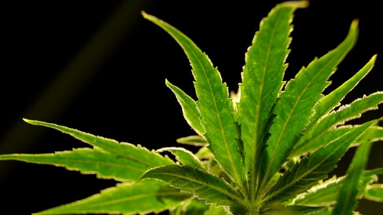 A marijuana plant is visible at a medical marijuana dispensary...
