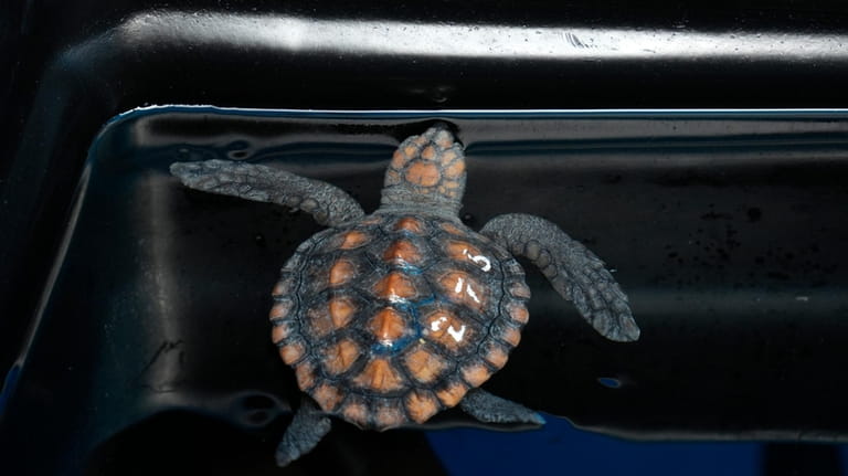 A turtle hatchling at the Turtle Conservation Centre at the...