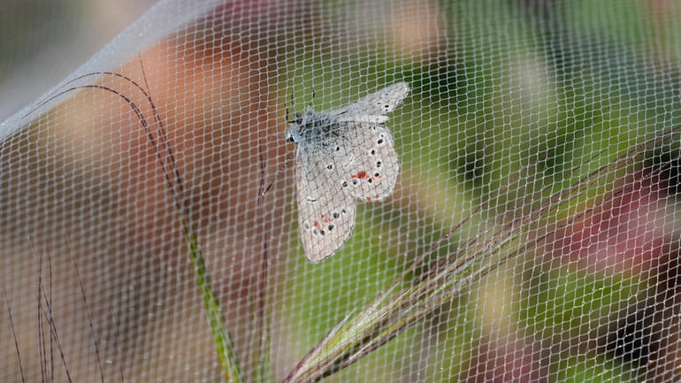 A silvery blue butterfly, the closest relative to the extinct...