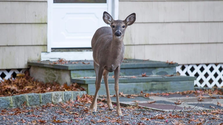 A white-tailed deer on the property of a home in...