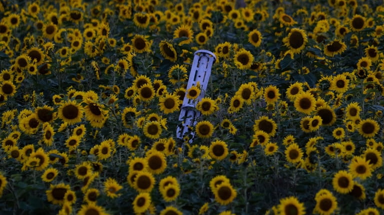 A cluster ammunition rocket lies on a sunflower field at...